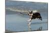 Boston Terrier Running in Sea with Stick-null-Mounted Photographic Print