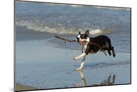 Boston Terrier Running in Sea with Stick-null-Mounted Photographic Print