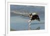 Boston Terrier Running in Sea with Stick-null-Framed Photographic Print