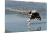 Boston Terrier Running in Sea with Stick-null-Mounted Photographic Print