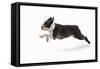 Boston Terrier Running in Snow-null-Framed Stretched Canvas