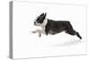 Boston Terrier Running in Snow-null-Stretched Canvas