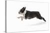 Boston Terrier Running in Snow-null-Stretched Canvas