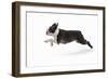 Boston Terrier Running in Snow-null-Framed Photographic Print