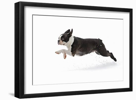 Boston Terrier Running in Snow-null-Framed Photographic Print