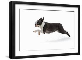 Boston Terrier Running in Snow-null-Framed Photographic Print