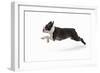 Boston Terrier Running in Snow-null-Framed Photographic Print