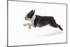 Boston Terrier Running in Snow-null-Mounted Photographic Print