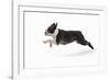 Boston Terrier Running in Snow-null-Framed Photographic Print