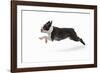Boston Terrier Running in Snow-null-Framed Photographic Print