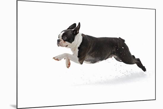 Boston Terrier Running in Snow-null-Mounted Photographic Print