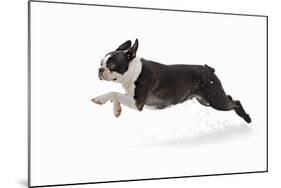Boston Terrier Running in Snow-null-Mounted Photographic Print