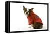 Boston Terrier Sitting Down Wearing Hooded Sweatshirt-null-Framed Stretched Canvas