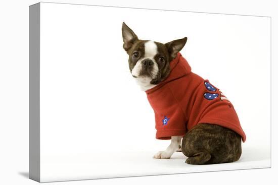 Boston Terrier Sitting Down Wearing Hooded Sweatshirt-null-Stretched Canvas