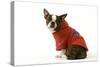 Boston Terrier Sitting Down Wearing Hooded Sweatshirt-null-Stretched Canvas