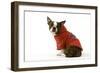 Boston Terrier Sitting Down Wearing Hooded Sweatshirt-null-Framed Photographic Print