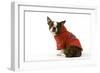 Boston Terrier Sitting Down Wearing Hooded Sweatshirt-null-Framed Photographic Print