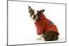 Boston Terrier Sitting Down Wearing Hooded Sweatshirt-null-Mounted Photographic Print