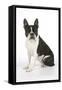 Boston Terrier, Sitting Down-null-Framed Stretched Canvas