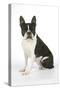 Boston Terrier, Sitting Down-null-Stretched Canvas