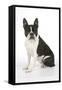 Boston Terrier, Sitting Down-null-Framed Stretched Canvas
