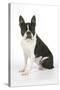 Boston Terrier, Sitting Down-null-Stretched Canvas