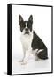 Boston Terrier, Sitting Down-null-Framed Stretched Canvas