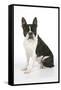 Boston Terrier, Sitting Down-null-Framed Stretched Canvas