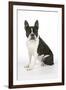 Boston Terrier, Sitting Down-null-Framed Photographic Print