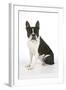 Boston Terrier, Sitting Down-null-Framed Photographic Print