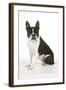 Boston Terrier, Sitting Down-null-Framed Photographic Print