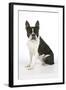 Boston Terrier, Sitting Down-null-Framed Photographic Print
