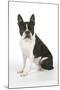Boston Terrier, Sitting Down-null-Mounted Photographic Print