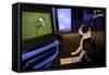 Boston Terrier Watching Dogs on Television-null-Framed Stretched Canvas