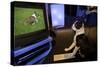 Boston Terrier Watching Dogs on Television-null-Stretched Canvas