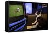 Boston Terrier Watching Dogs on Television-null-Framed Stretched Canvas