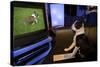 Boston Terrier Watching Dogs on Television-null-Stretched Canvas