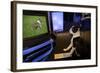 Boston Terrier Watching Dogs on Television-null-Framed Photographic Print