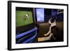 Boston Terrier Watching Dogs on Television-null-Framed Photographic Print