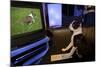 Boston Terrier Watching Dogs on Television-null-Mounted Photographic Print