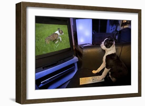 Boston Terrier Watching Dogs on Television-null-Framed Photographic Print