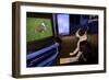 Boston Terrier Watching Dogs on Television-null-Framed Photographic Print