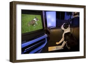 Boston Terrier Watching Dogs on Television-null-Framed Photographic Print