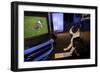 Boston Terrier Watching Dogs on Television-null-Framed Photographic Print