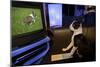 Boston Terrier Watching Dogs on Television-null-Mounted Photographic Print