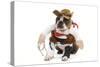 Boston Terrier Wearing Cowboy Outfit-null-Stretched Canvas