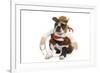 Boston Terrier Wearing Cowboy Outfit-null-Framed Photographic Print