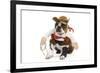 Boston Terrier Wearing Cowboy Outfit-null-Framed Photographic Print