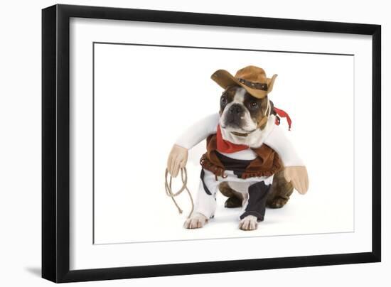 Boston Terrier Wearing Cowboy Outfit-null-Framed Photographic Print