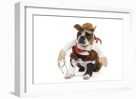 Boston Terrier Wearing Cowboy Outfit-null-Framed Photographic Print